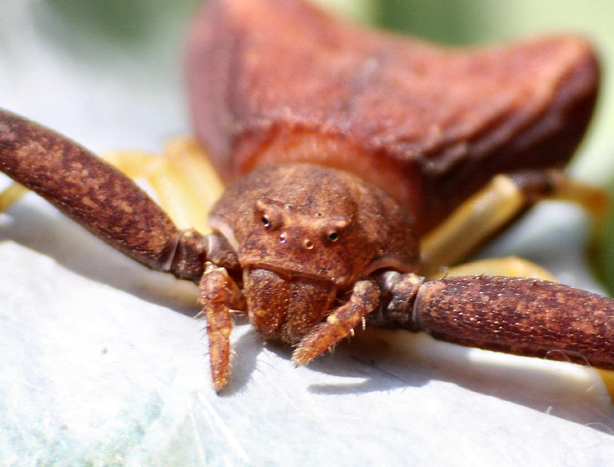 Pistius truncatus - Lesmo (MB)